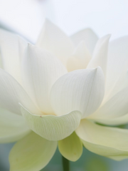 DMZ 화이트 로터스