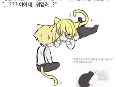 20230529 노란색고양이