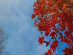 [석순]사계(四戒) : 가을