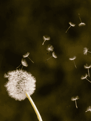 민들레 홀씨가 흩날릴때면