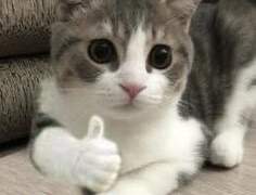 엔시티 나페스 추천 3