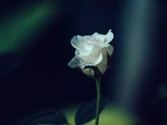 또 하나의 장미를 꺾다.