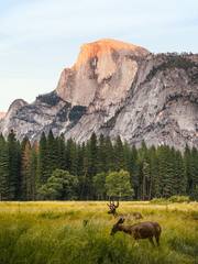 Terraforming Forests with Craftsmanship