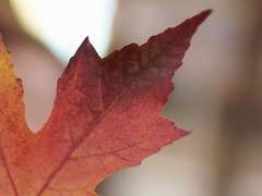 CRIMINAL CASE ¹¹⁷