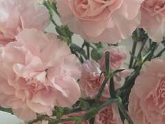 우리 동네 꽃집에는 사랑을 팔아요_07