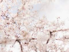 [호열백호] 제로 아이시테