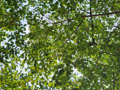 호시카와 코토리에게