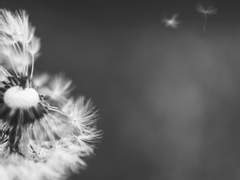 민들레 홀씨 외전