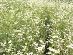 구하옵나니, 이제 구원하소서 : 제 1장