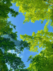 돌격! 고교 일짱 배틀