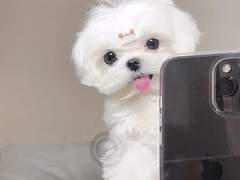 고양이랑 강아지랑 친해질 수 있나요?