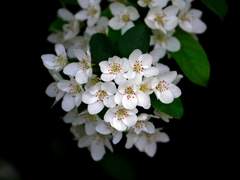 아나스타시아 제로 [1]