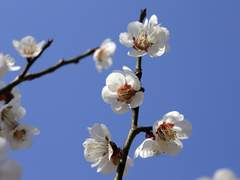 [드림] 아네모네는 봄에 핀다 0