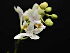 [드림] 아네모네는 봄에 핀다 1