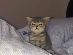 고양이 넷 강아지 하나