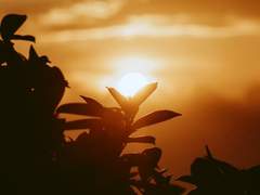 어느 여름의 밤