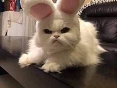 고양이랑 강아지랑 친해질 수 있나요?