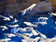 [BL] 영험한 밤의 몸종 (47) : 곪아 터져 넘쳐흘러