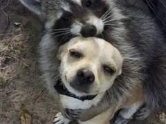 너굴맨은 꼭 안아주면 되… 上