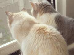 고양이 둘 인간 하나