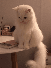 그 유튜버의 연애사정