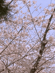 다이어트를 합시다