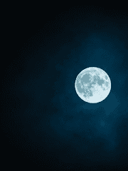 밤을 나는 모기