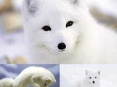 흰 여우이야기 上