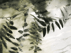 3n(추정)｜女｜아바니아