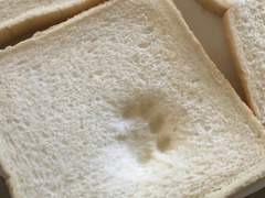 주문은 강아지 입니까?