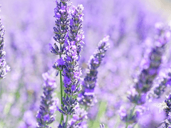 필리아 L. 에우로페-10세