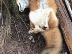 "Fox"을(를) 설치하고 실행하시겠습니까?