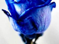 [루카x트레] ending