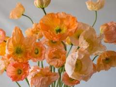 우리 동네 꽃집에는 사랑을 팔아요_09