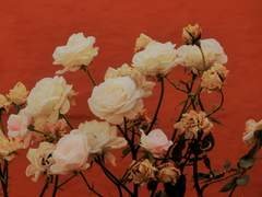 [로오히] 꽃과 술과 촛불에게