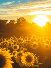 요시오카 이즈미 