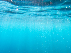 멋진 신세계의 언더독