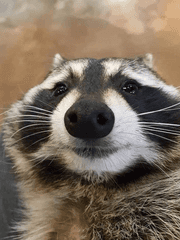 베이비 talktalktalk