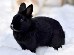 정대만은 토끼를 키우기로 결심했다