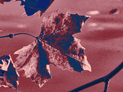 가슴 어딘가에 묻어놓은 단어의 언어적 나열