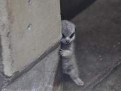 공칠여름, 일이겨울 소장본 공지