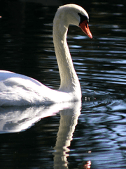 SWAN