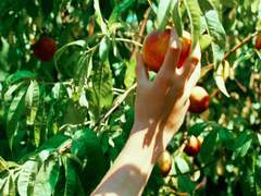 Peaches and Coffee in summer