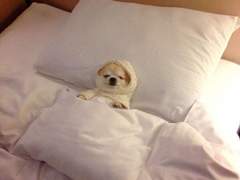 메이플 쇼케를 다녀오고