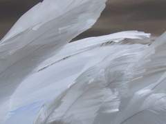 천사의 눈은 하얀색이고