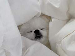 범천 닮은 강아지 입양한 드림주