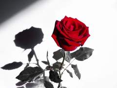 범트에게 받는 사랑은 사탕보다 달지도 모르지