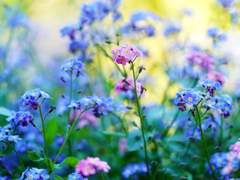 로라 카르멘(Laura Carmen) 래번클로 혼혈