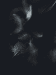 [스터디그룹] Black Swan