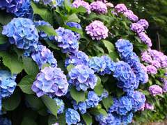 [진훗진/단편] 요코스카 미술관의 수국